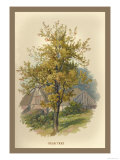 Pear Tree