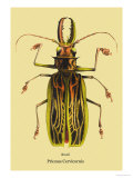 Beetle: Brazilian Prionus Cervicornis