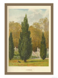 Cypress