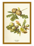 Oak Apple Acorn