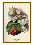 Cherry Blossom Fruit