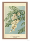 Acacia  Flower and Foliage