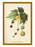 Catkins of the Planes