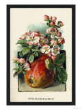 Apple Blossom and Fruit