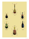 Beetles from Around the World