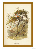 Apple Tree