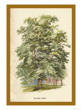 The Plane Tree