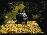 Hauling Crates of Peaches