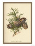 Cones of the Cypress