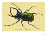 Beetle: Scarabaeus Atlas of Java