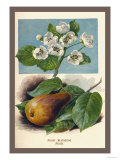 The Pear-Blossom Pear