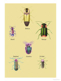 Beetles of America  Britain  Brazil  England and Europe