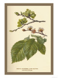 Fruit  Flower and Leaves from Wych Elm