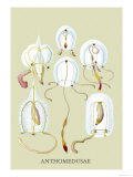 Jellyfish: Anthomedusae