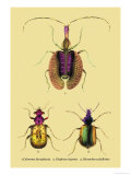 Beetles: Calosoma Sycophanta  Elaphrus Raperius