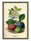 Flowers and Fruit of a Plum