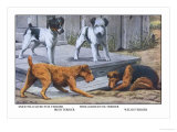 Fox Terrier