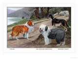 Collie  Old English Sheep Dog  Smooth Collie