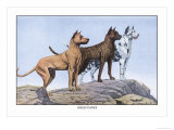 Great Danes