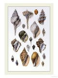 Shells: Sessile Cirripedes