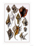 Shells: Trachelipoda