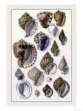Shells: Purpurifera