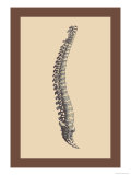 Backbone