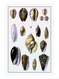 Shells: Convoltae and Orthocerata