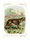 The Leopard
