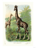 The Giraffe
