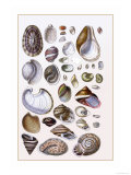 Shells: Gasteropoda and Trachelipoda