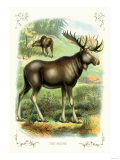 The Moose