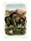 The Bison