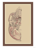 Study of the Skull