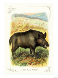 The Wild Boar