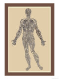 Nervous System