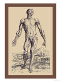 The Second Plate of the Muscles