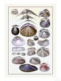 Shells: Dimyaria
