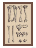 Leg Bones