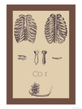 Ribcages