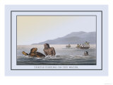 Turtle Fishing in the Water