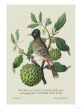 Indian Nightingale
