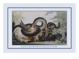 Battle Between the Great Boa and a Tiger