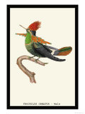 Hummingbird: Male Trochilus Ornatus
