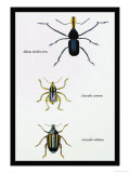 Beetles: Rhina Barbirostris  Curculio Cuvieru and C Vittatus