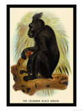 The Celebean Black Baboon