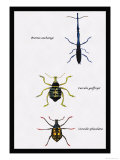 Beetles: Brentus Anchorago  Curculio Geoffroy