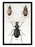 Beetles of Senegal  Britain and France
