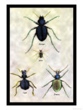 Beetles of Java  France  Cape and Europe