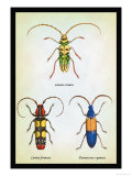 Beetles: Lamia Ornata  L Formosa and Desmocerus Cyaneus